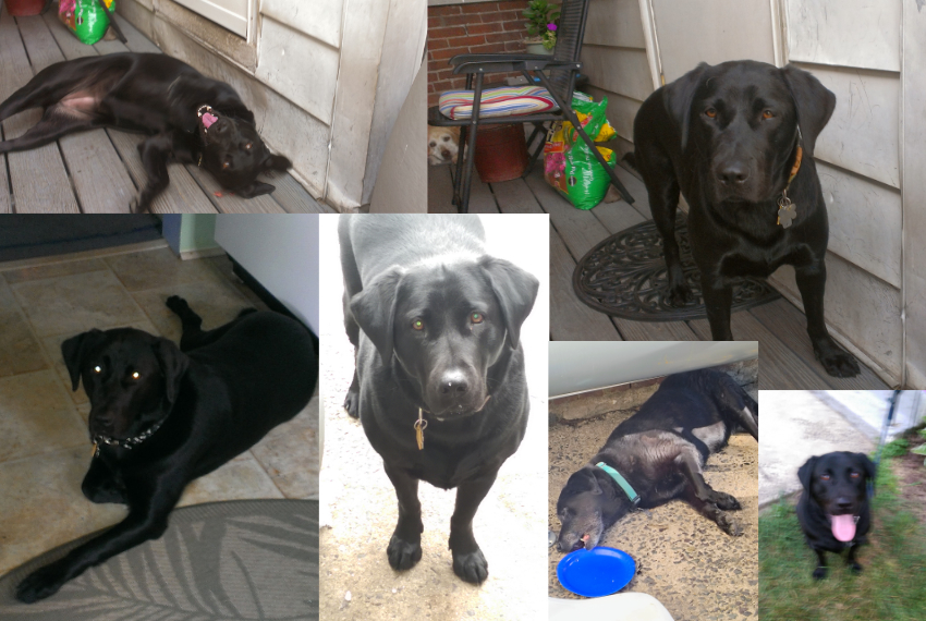 Pet's Name: Q | Owner's Name: Jeffrey Q.