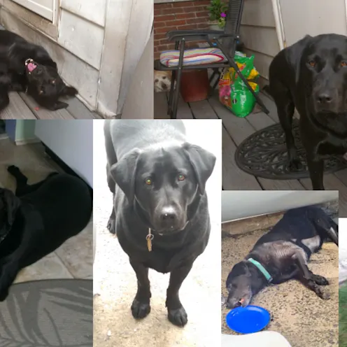 Pet's Name: Q | Owner's Name: Jeffrey Q. Pet's Name: Q | Owner's Name: Jeffrey Q.