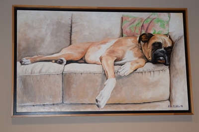 Dog sitting on couch