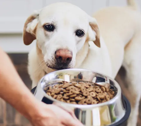 Owner Giving Dog a Bowl of Food Owner Giving Dog a Bowl of Food