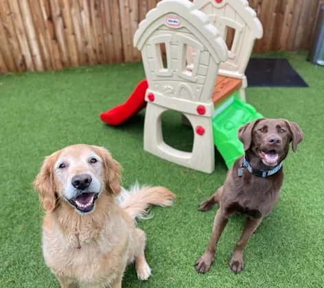 Golden Retriever and Brown Dog Sitting on Grass Golden Retriever and Brown Dog Sitting on Grass