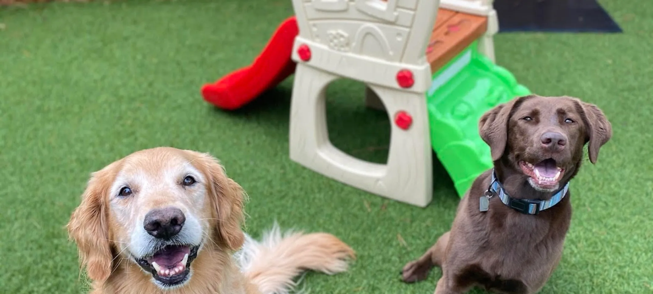 Golden Retriever and Brown Dog Sitting on Grass Golden Retriever and Brown Dog Sitting on Grass