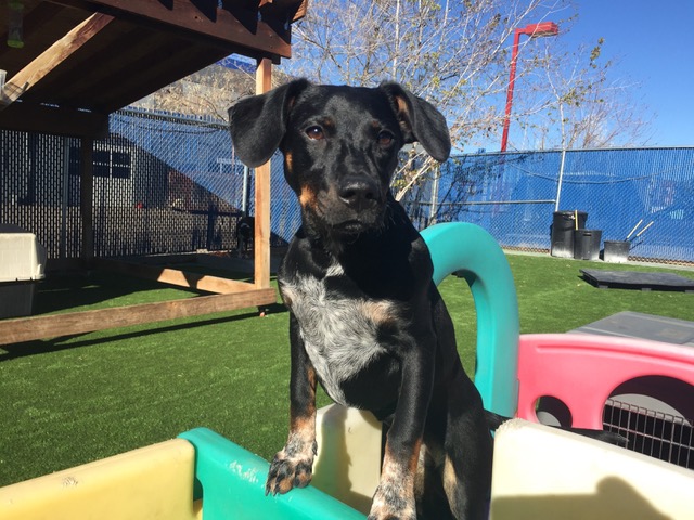 Bowhaus (Boulder) Daycare