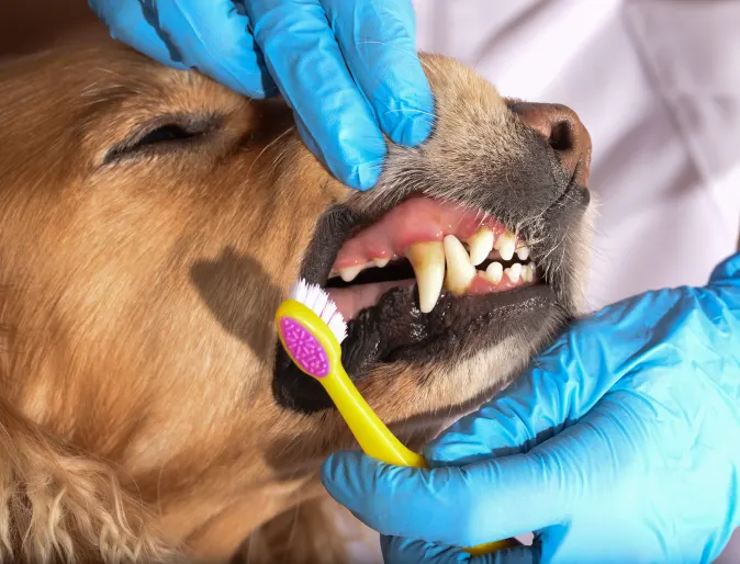 Dog showing teeth dental care