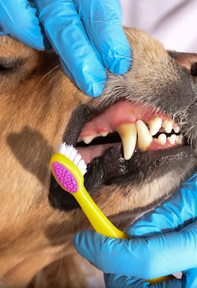 Dog showing teeth dental care Dog showing teeth dental care