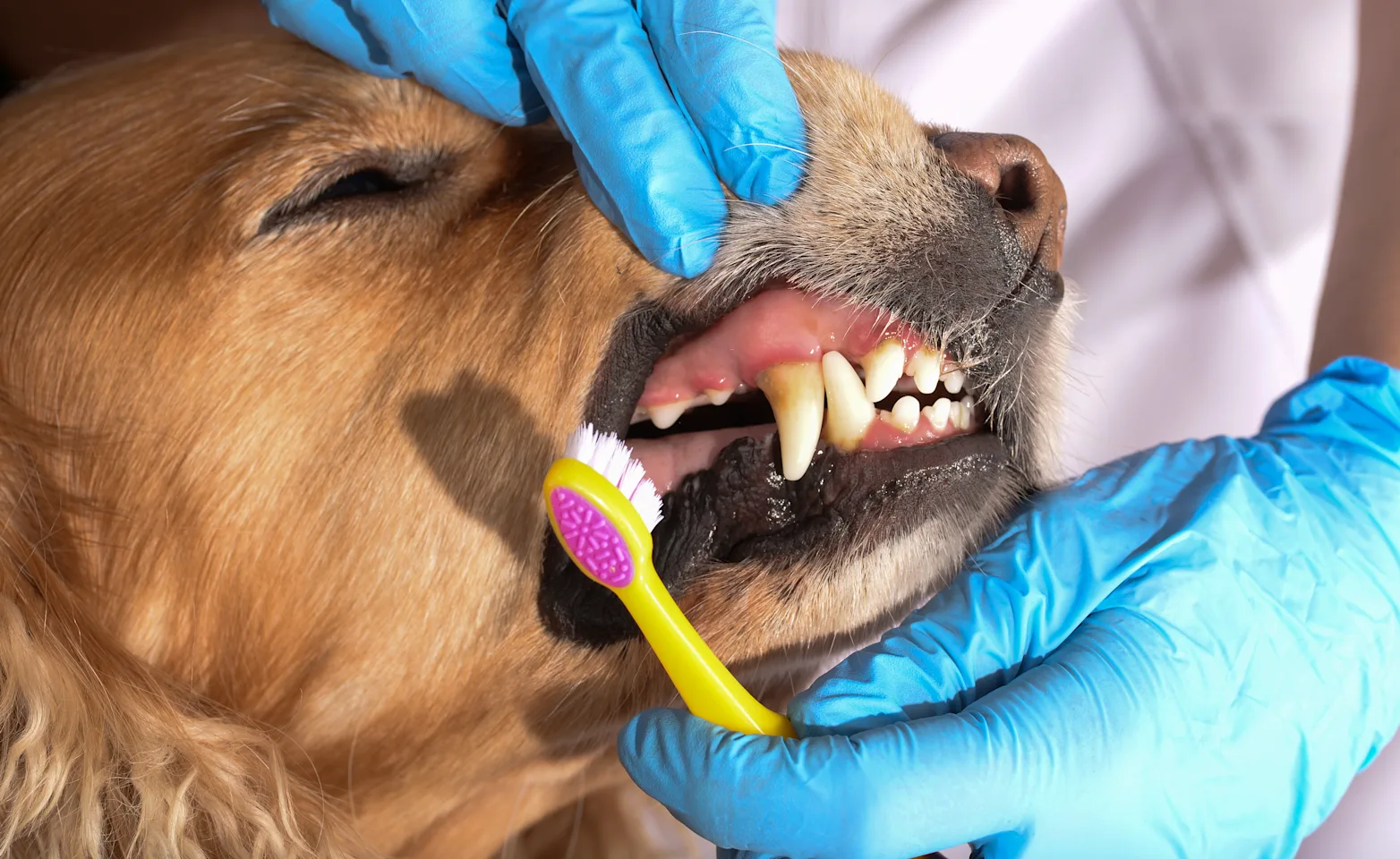 Dog showing teeth dental care Dog showing teeth dental care