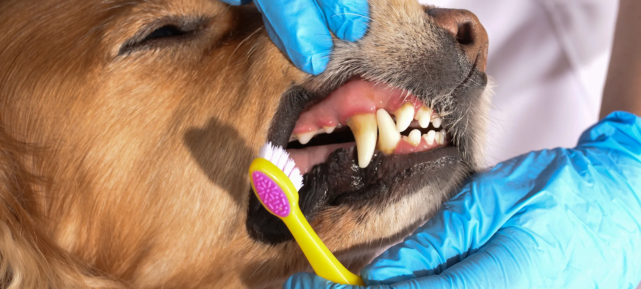 Dog showing teeth dental care