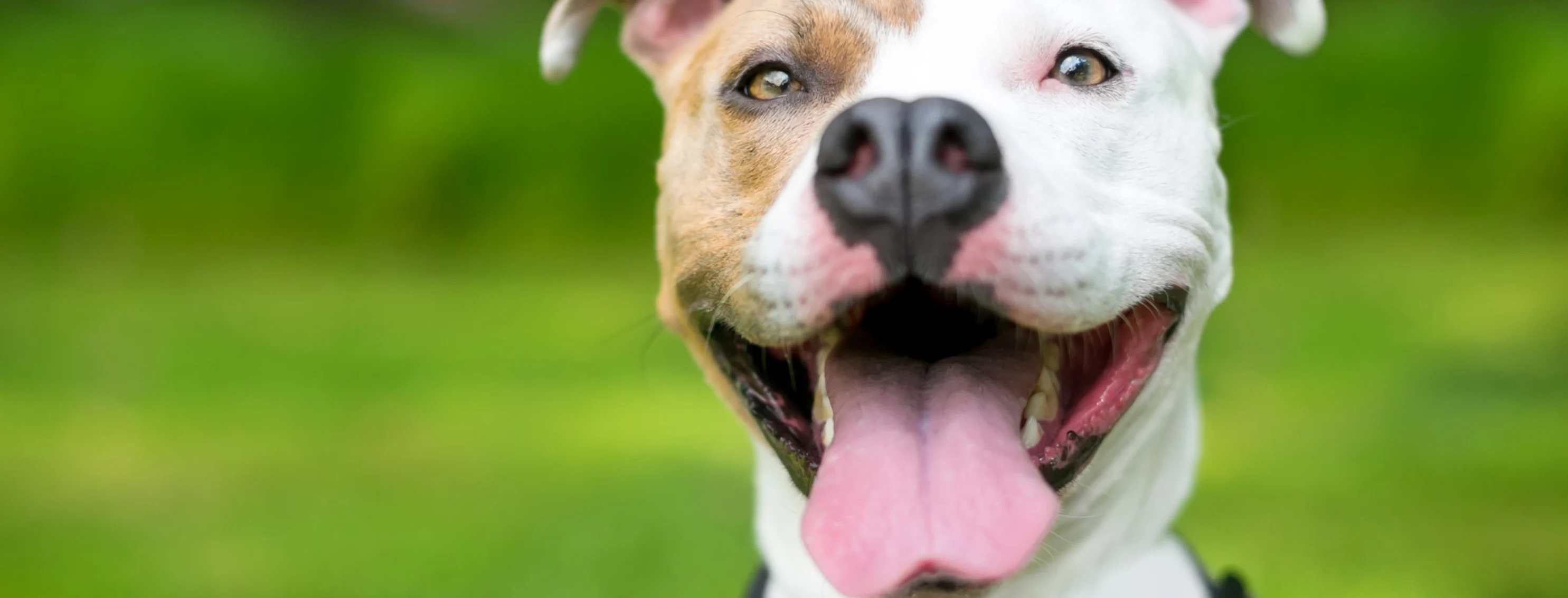 Photo of a Pitbull with mouth open and tongue sticking out Photo of a Pitbull with mouth open and tongue sticking out