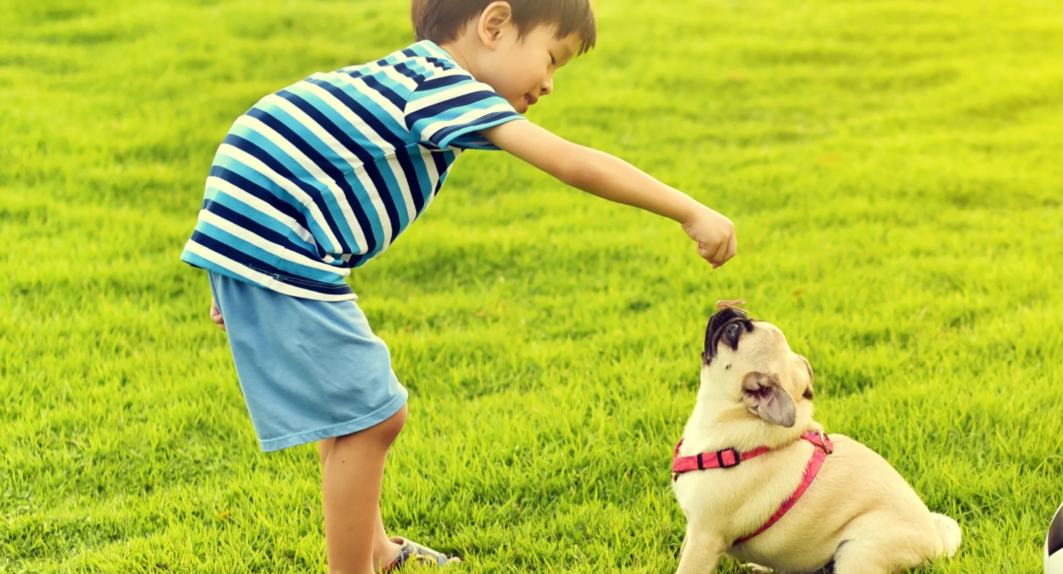 Little brunette boy is playing with his puppy at a park.