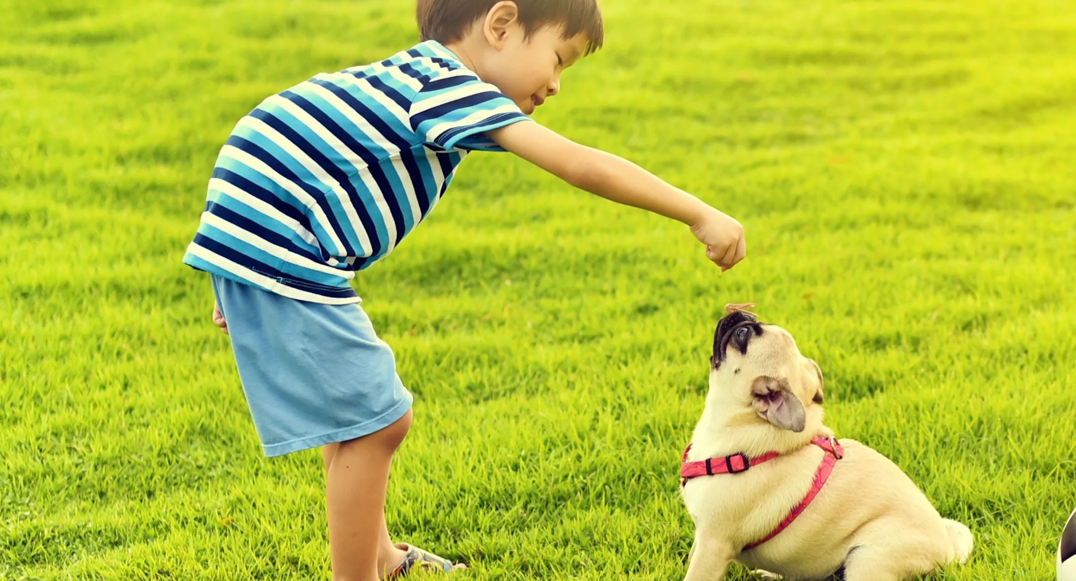 Little brunette boy is playing with his puppy at a park. Little brunette boy is playing with his puppy at a park.