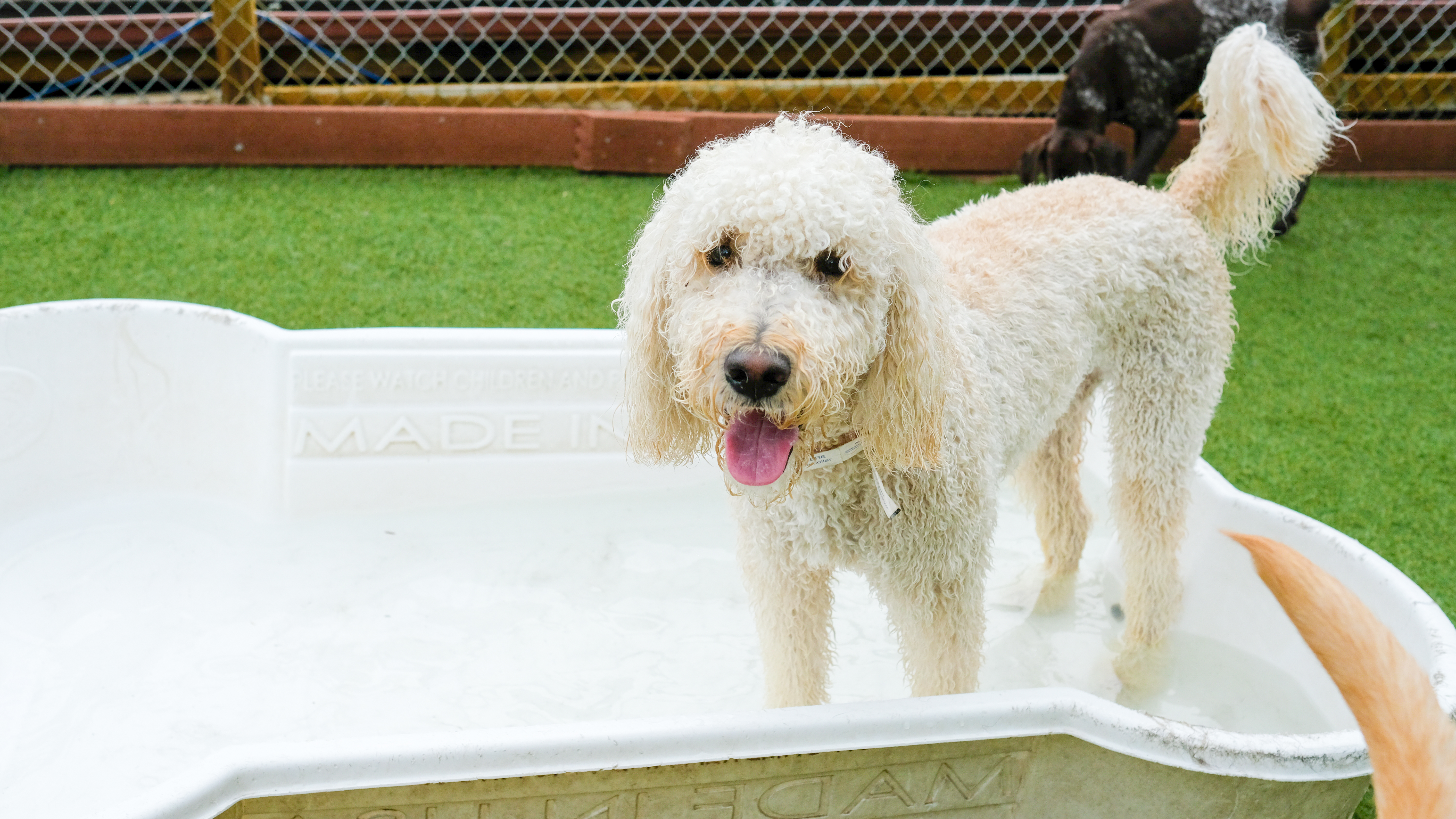 Bergen Bark Inn Play Area