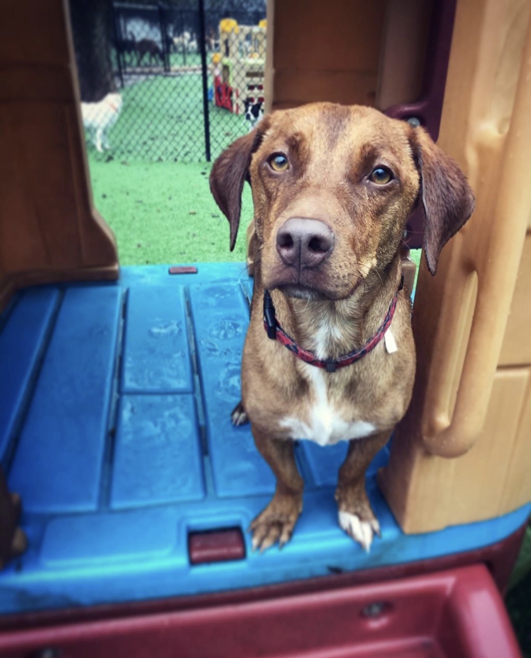 Brown dog standing on playset at Hill Country Animal Hospital