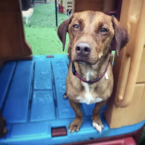 Brown dog standing on playset at Hill Country Animal Hospital