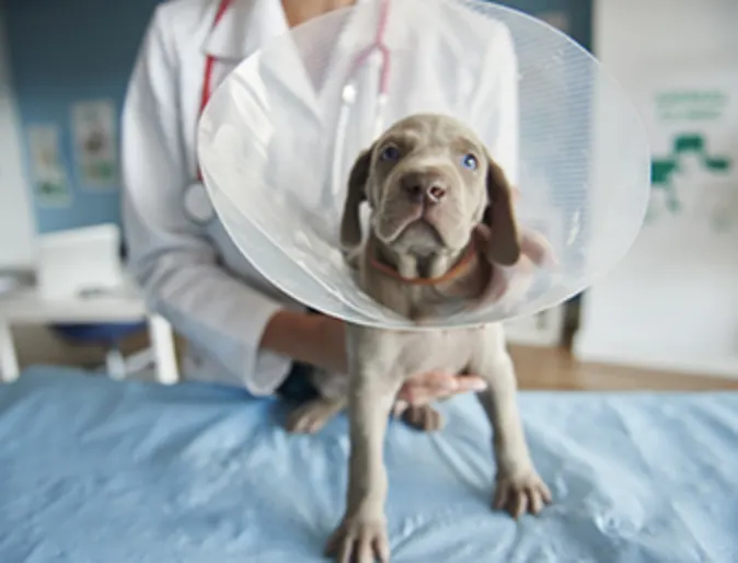 Gray Dog Wearing a Cone with Veterinarian