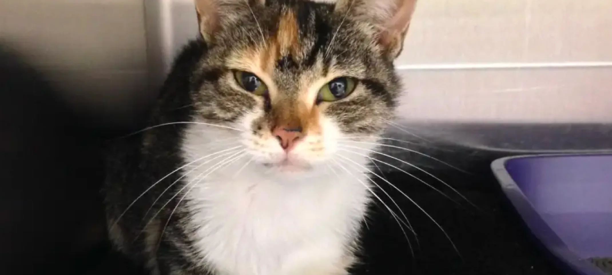 Cat in a boarding kennel Cat in a boarding kennel