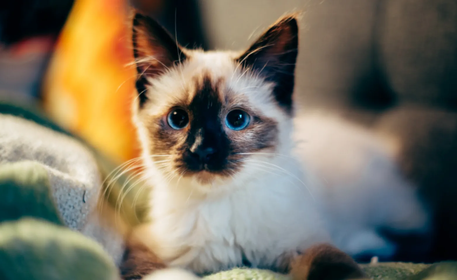 Black & White Kitten With Blue Eyes Black & White Kitten With Blue Eyes