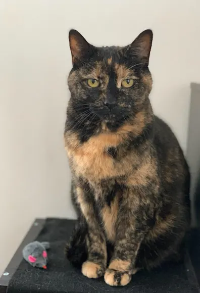 Callie the tortoiseshell kitty.