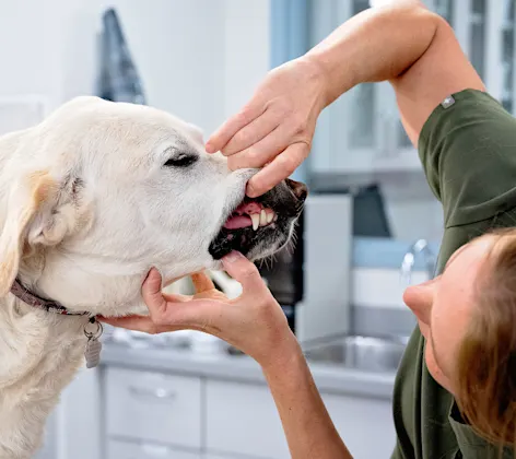 A photo of a dog getting its teeth checked inside a clinic A photo of a dog getting its teeth checked inside a clinic