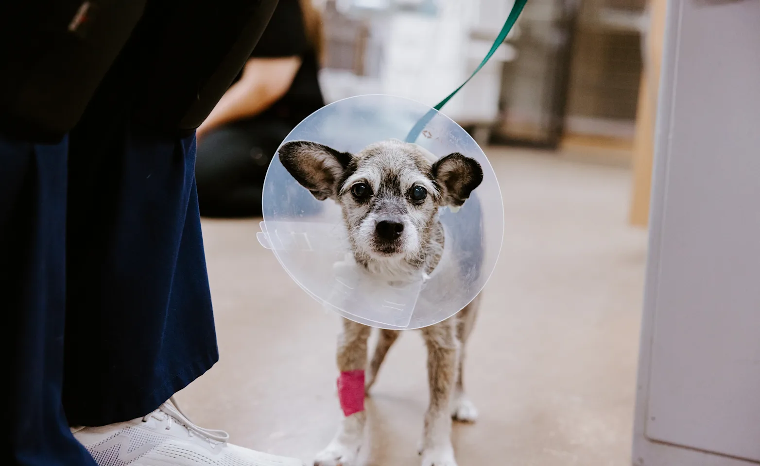 Dog with a bandage around it's leg and a surgery cone around it's neck. Dog with a bandage around it's leg and a surgery cone around it's neck.
