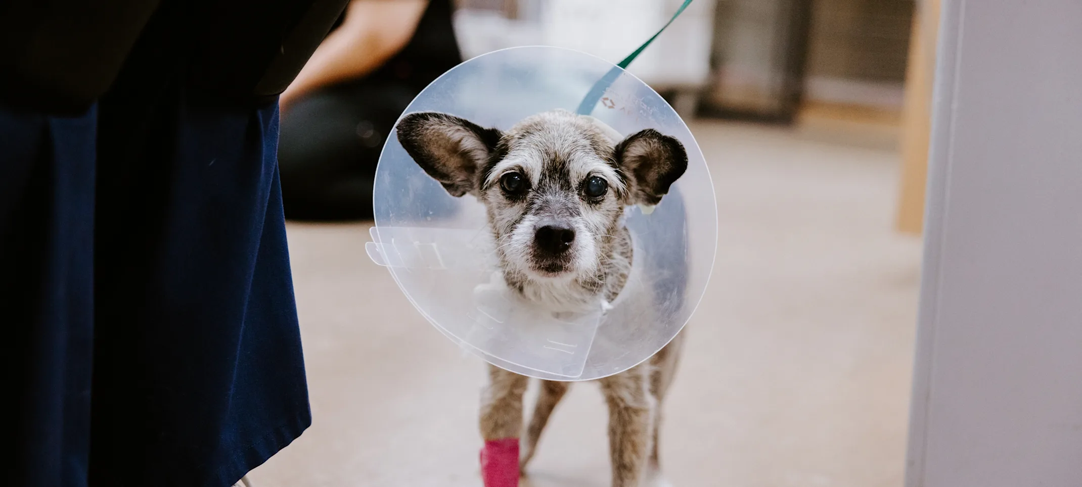 Dog with a bandage around it's leg and a surgery cone around it's neck. Dog with a bandage around it's leg and a surgery cone around it's neck.