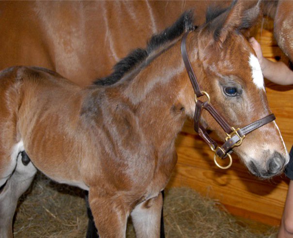 Newborn horse with it's mother