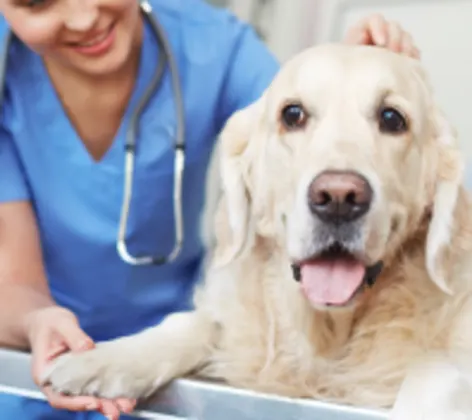 Large white dog being examined by a veterinarian in scrubs Large white dog being examined by a veterinarian in scrubs