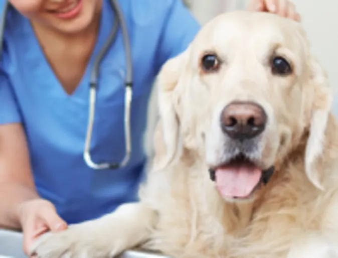 Large white dog being examined by a veterinarian in scrubs