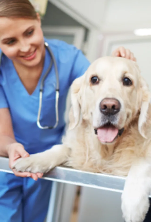 Large white dog being examined by a veterinarian in scrubs