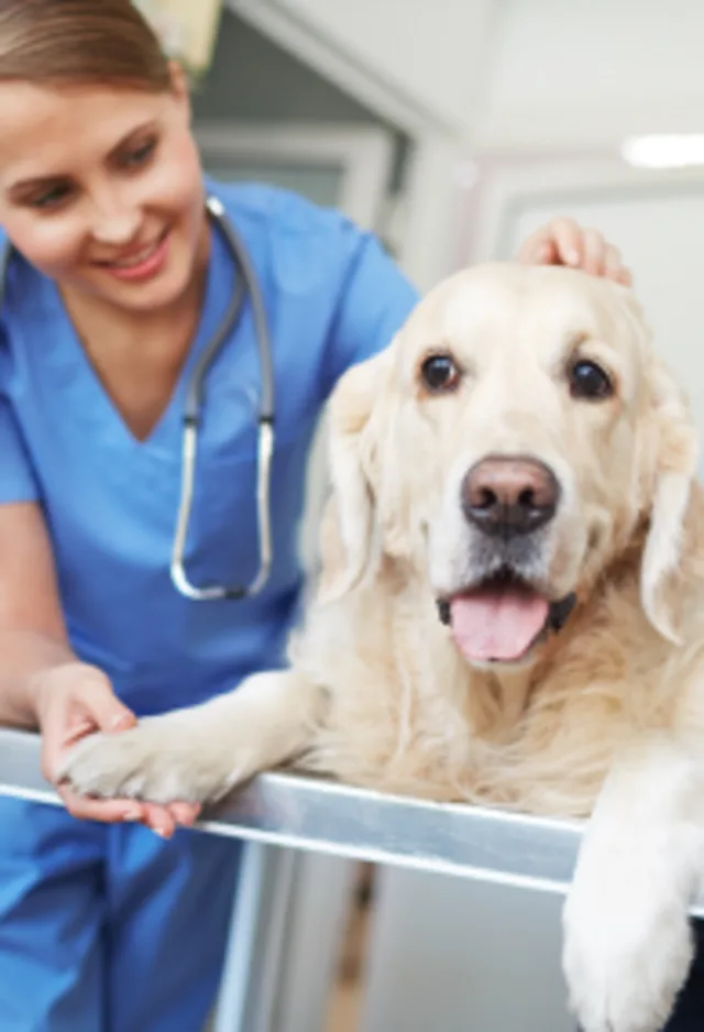 Large white dog being examined by a veterinarian in scrubs