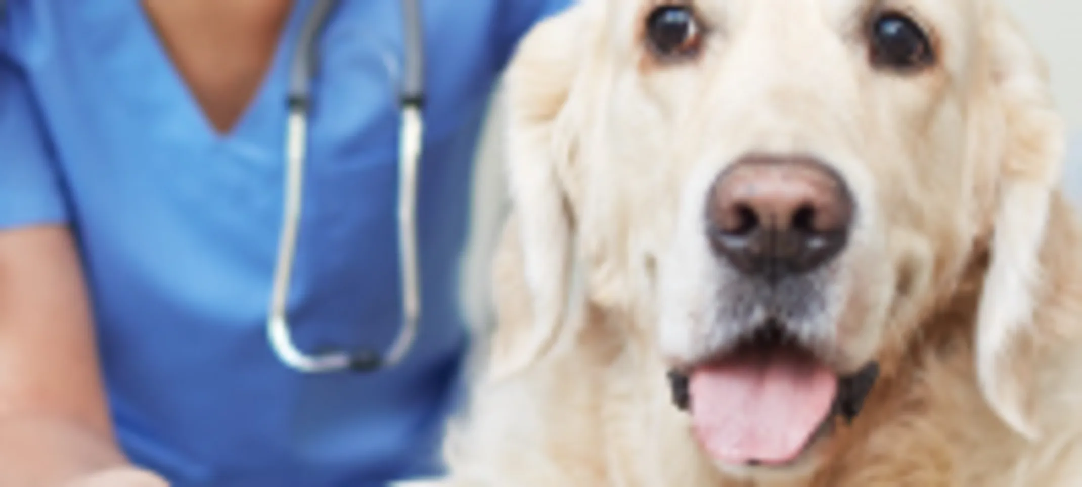 Large white dog being examined by a veterinarian in scrubs Large white dog being examined by a veterinarian in scrubs