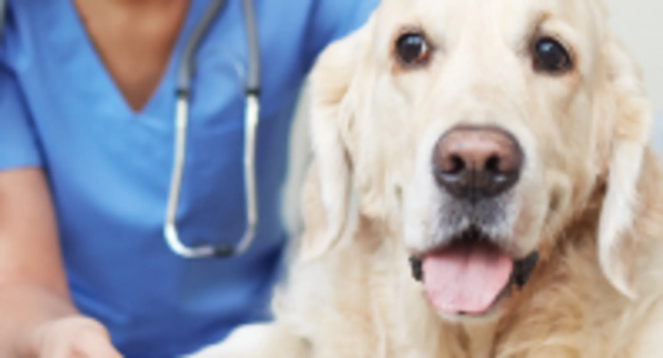 Large white dog being examined by a veterinarian in scrubs Large white dog being examined by a veterinarian in scrubs