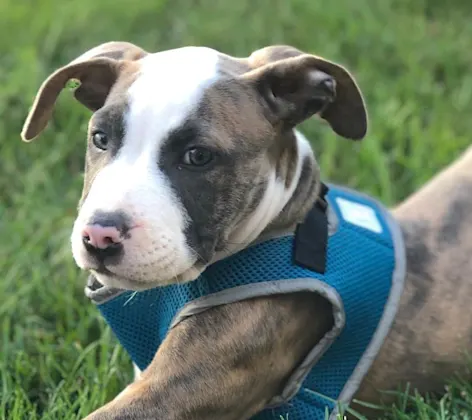 Dog with a harness laying on the grass Dog with a harness laying on the grass