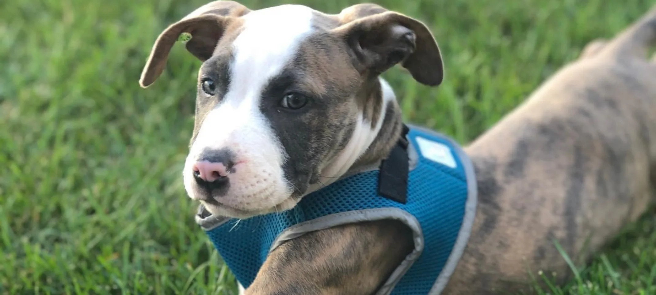 Dog with a harness laying on the grass Dog with a harness laying on the grass