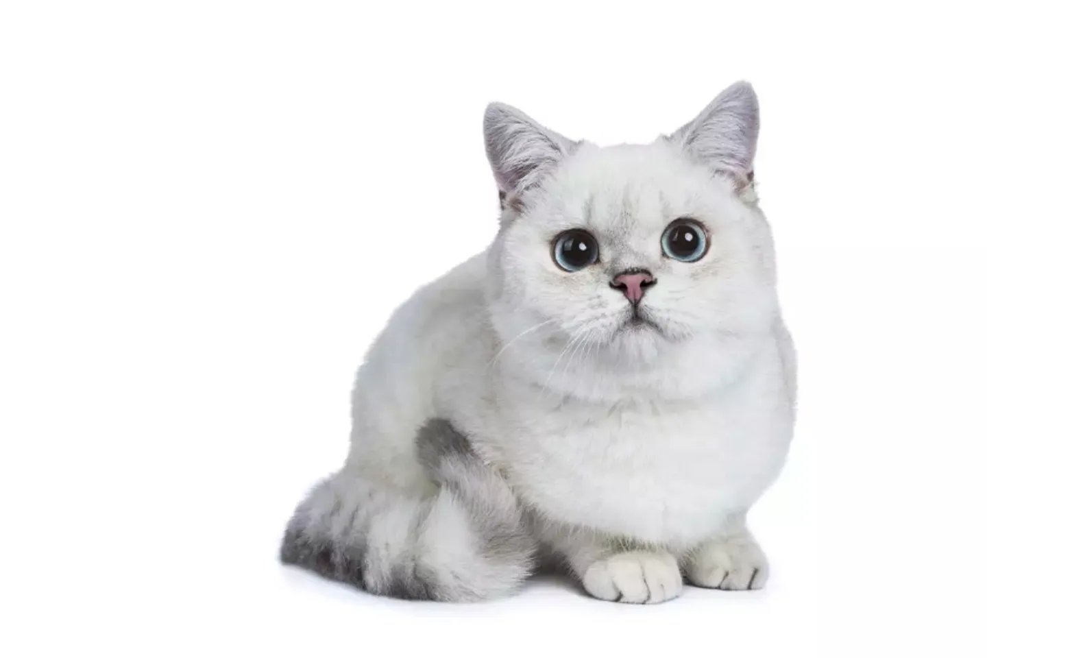 A white kitten sitting A white kitten sitting