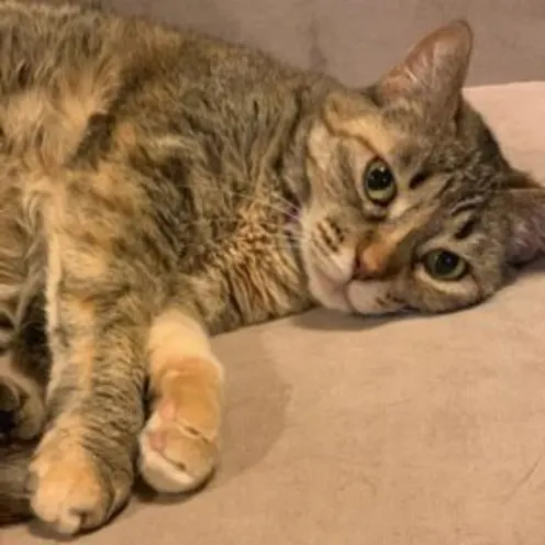 Tula Plauche Tula Plauche