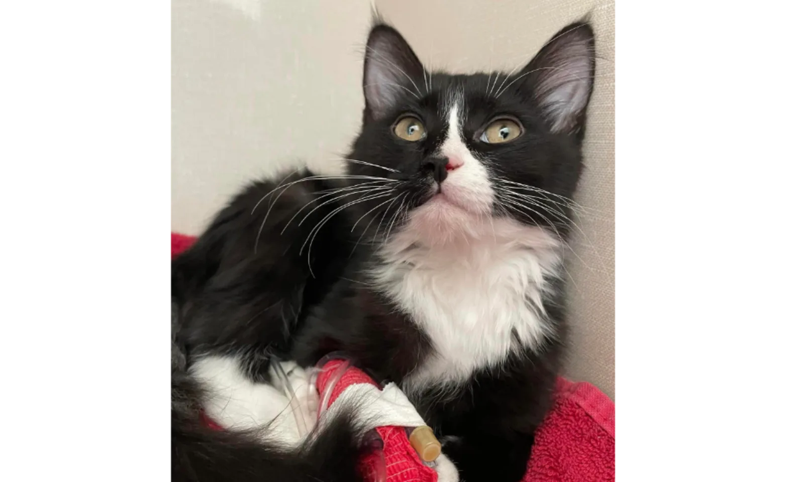 Black and white cat laying on a red towel with a bandage on