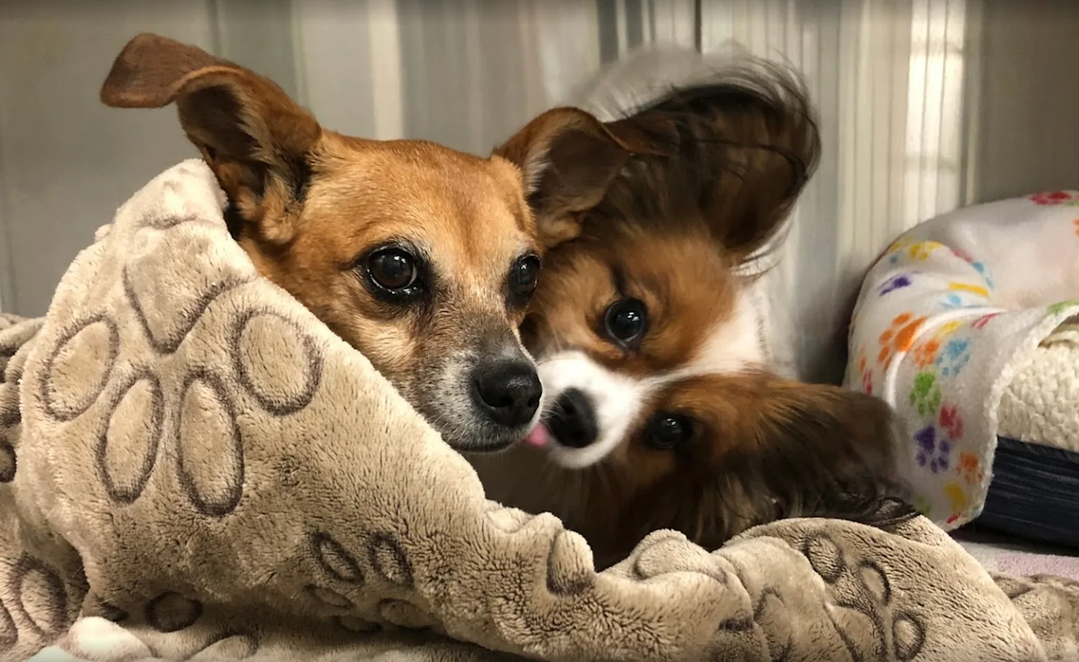 Dogs wrapped in blankets Dogs wrapped in blankets