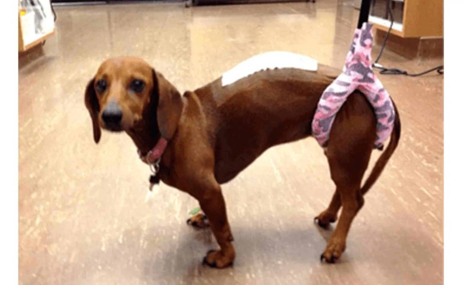 dog using sling assistance dog using sling assistance