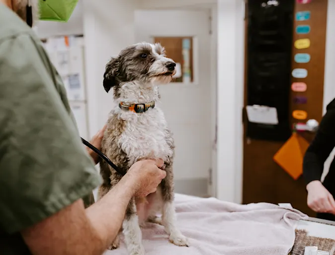 Grey and white dog doing being treated