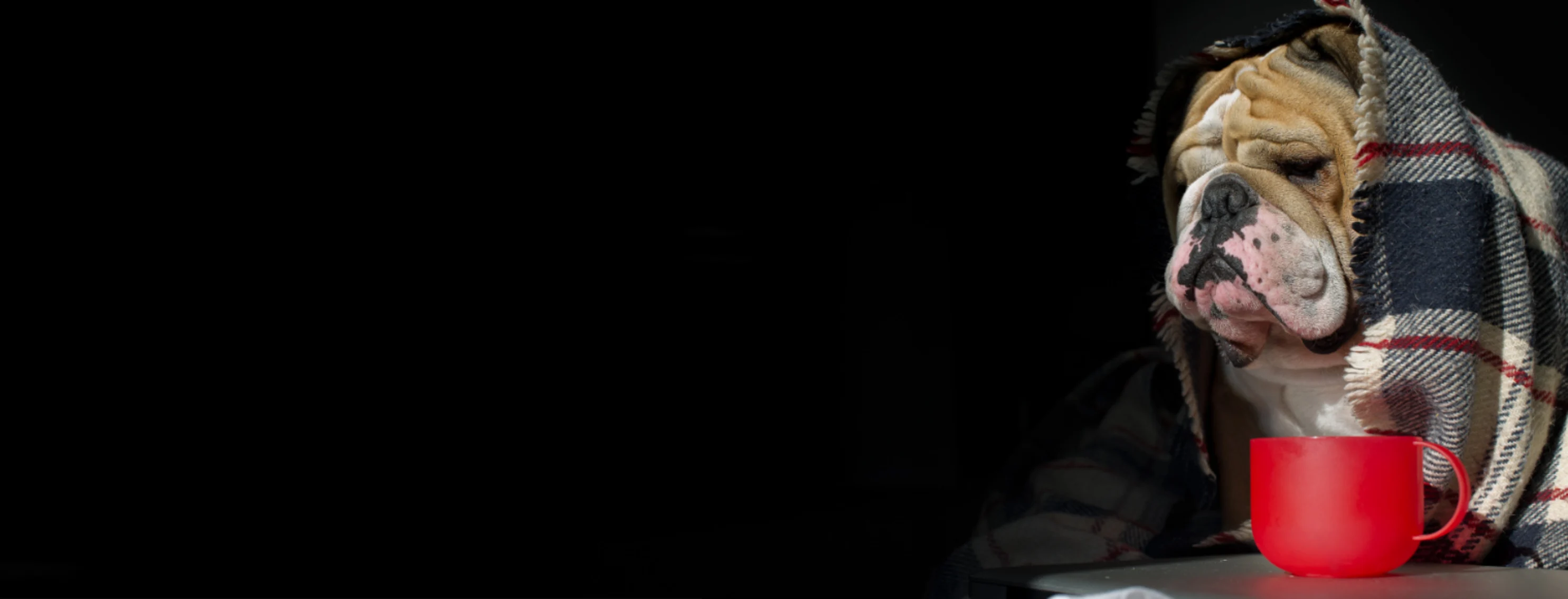 Dog covered by a blanket next to a red cup Dog covered by a blanket next to a red cup