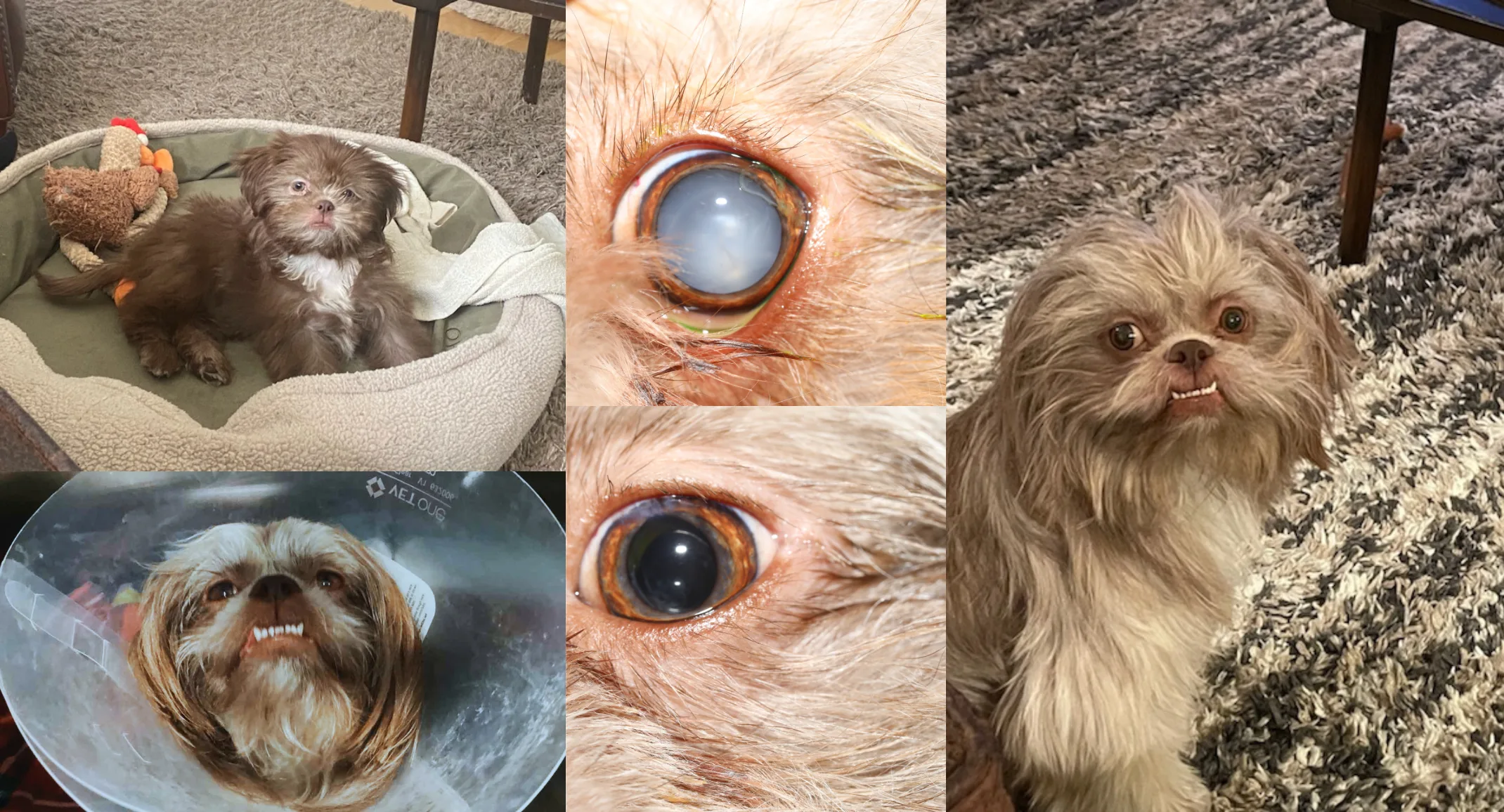 cataracts case study photo - charlie cataracts case study photo - charlie