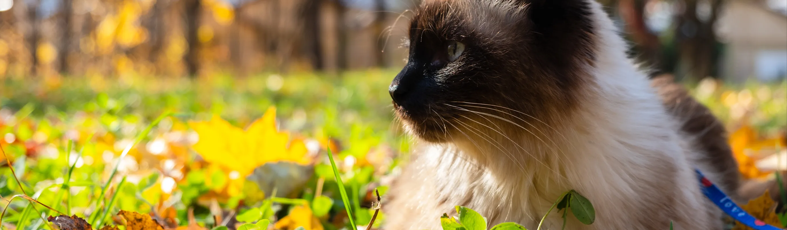 Cat sitting in the grass of the woods