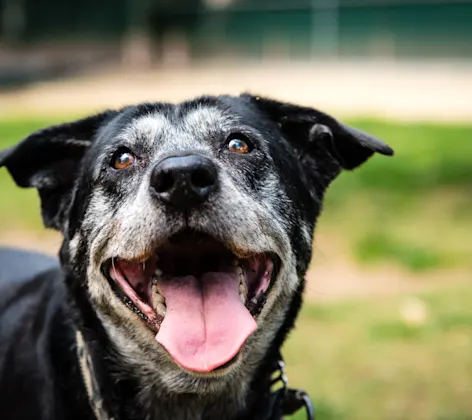 Elderly dog outside in a park with mouth open and tongue out