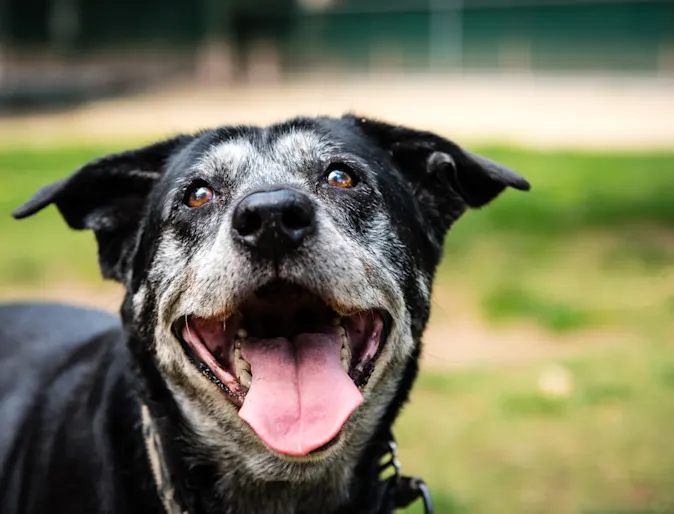 Elderly dog outside in a park with mouth open and tongue out