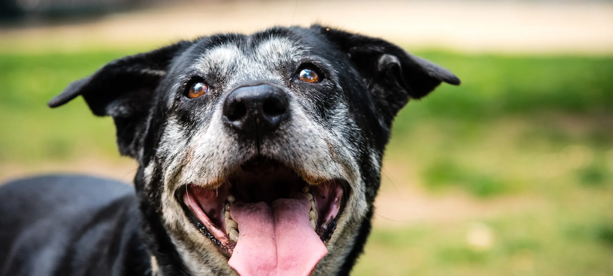 Elderly dog outside in a park with mouth open and tongue out