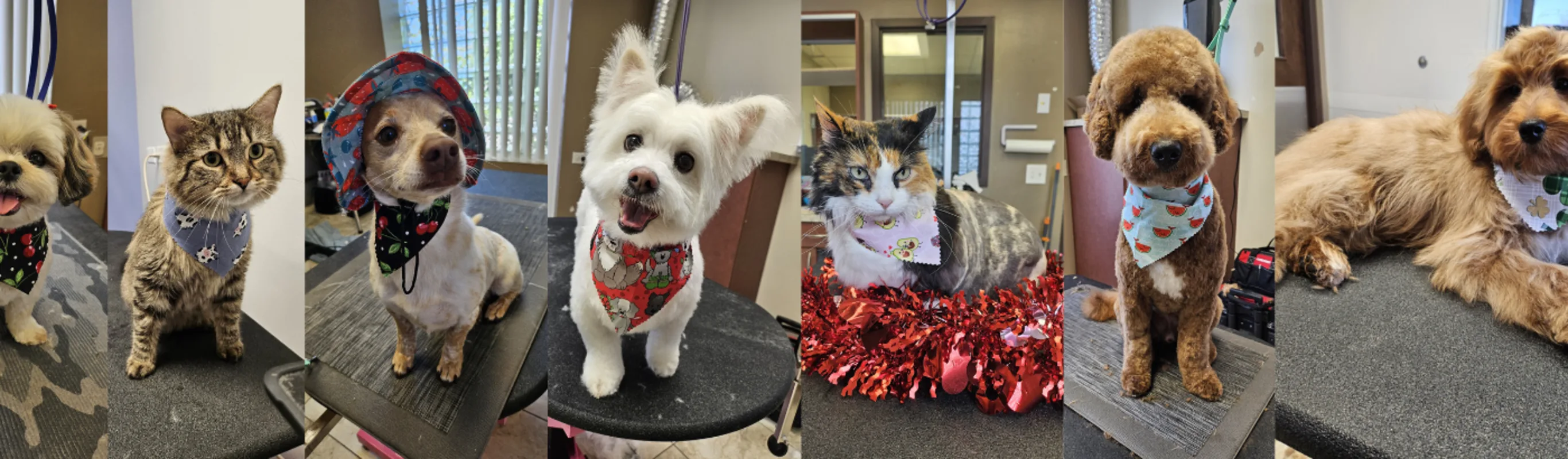 Pets Groomed by Crystal at Plainfield Pet Resort Pets Groomed by Crystal at Plainfield Pet Resort