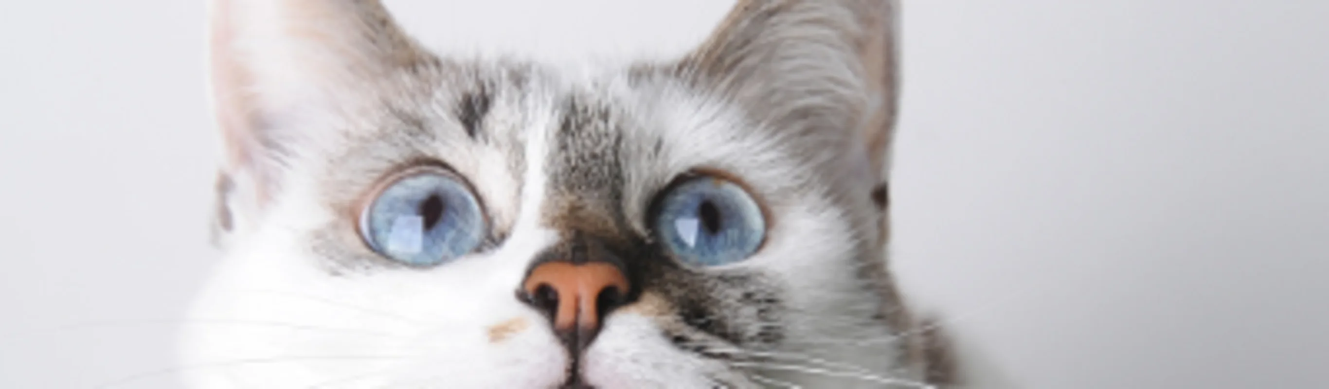 A cat looking up and wearing a bow tie