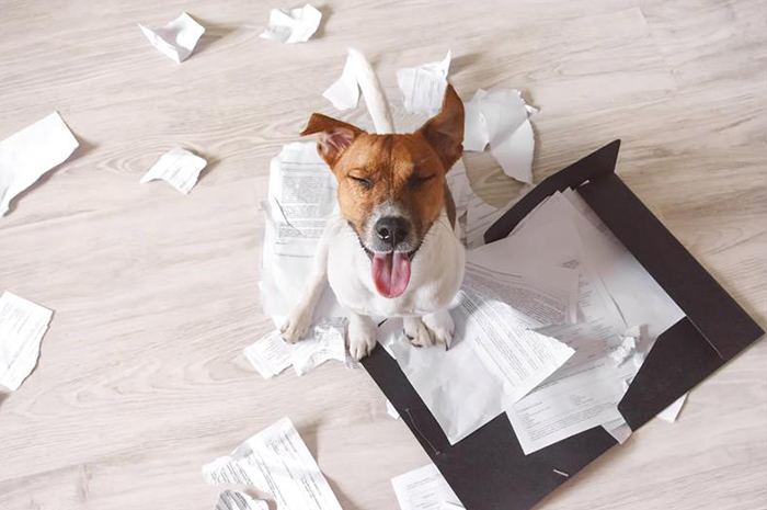 A dog smiles happily after shredding paper. 