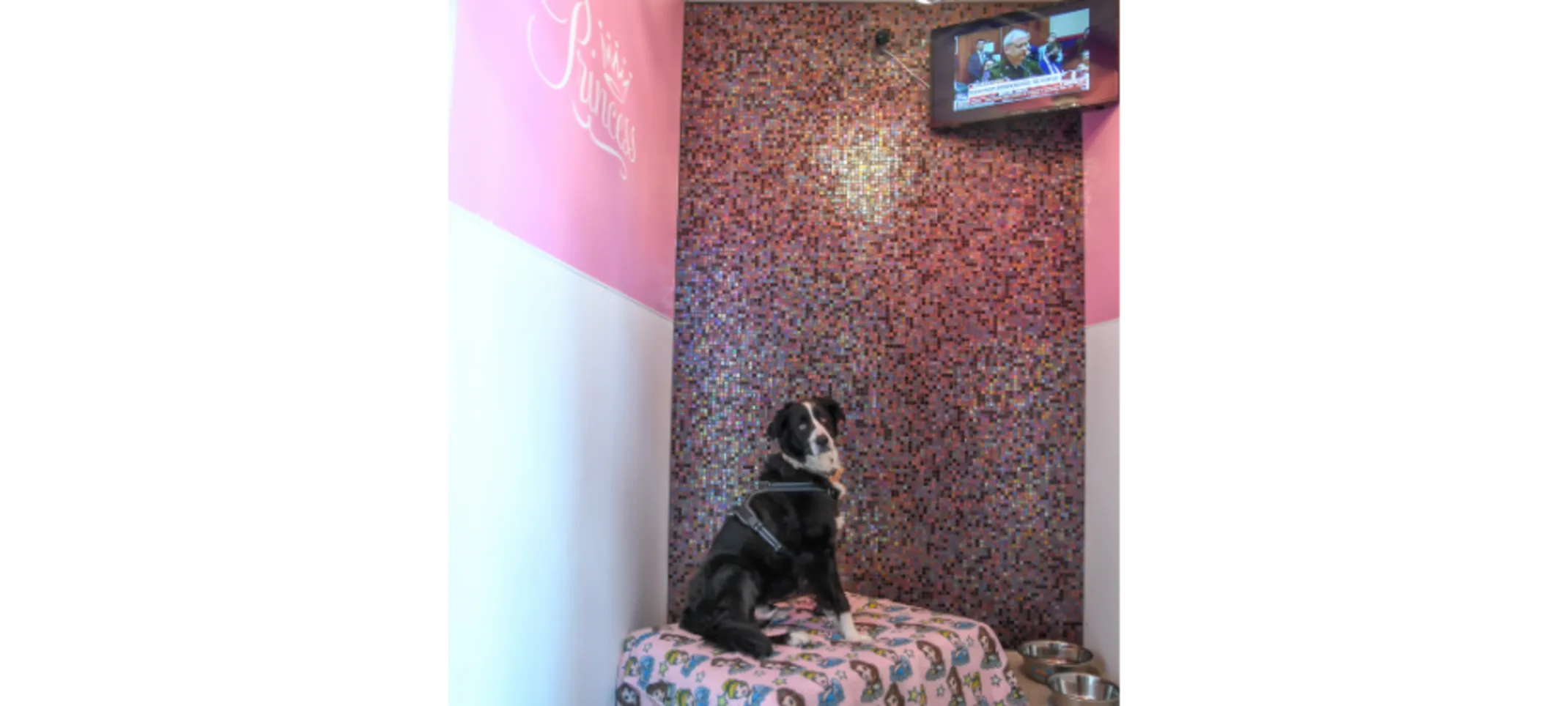 Princess Suite Princess Suite