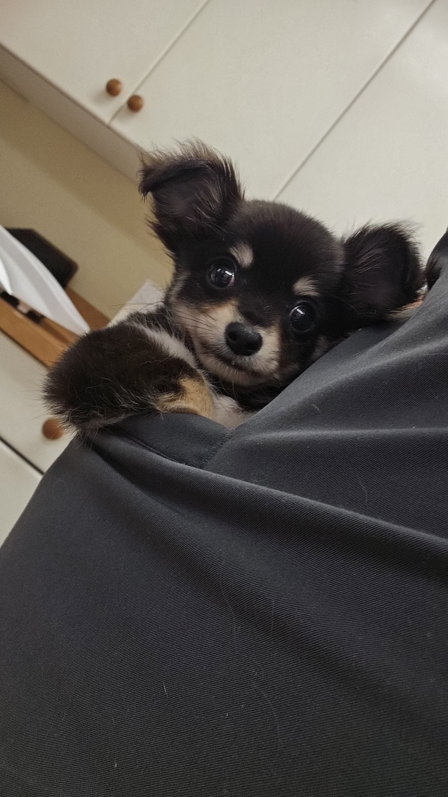 Dog being held by staff